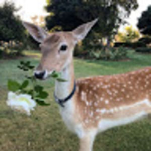 Meet your Posher, Xiaochang